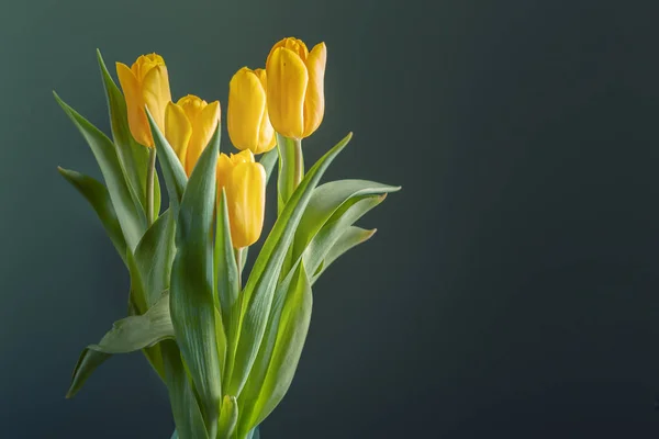 Buquê de tulipas amarelas em um fundo escuro — Fotografia de Stock