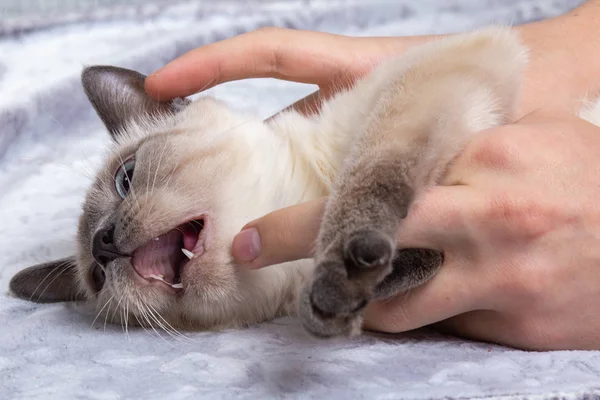 De eigenaar opent de monding van een Thaise kitten om te controleren van de gezondheid van de tanden. — Stockfoto