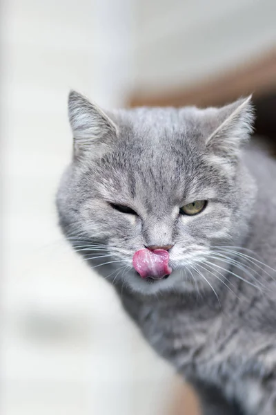 Grauer pelziger Mischling erwachsene Katze öffnete seinen Mund und leckte. — Stockfoto