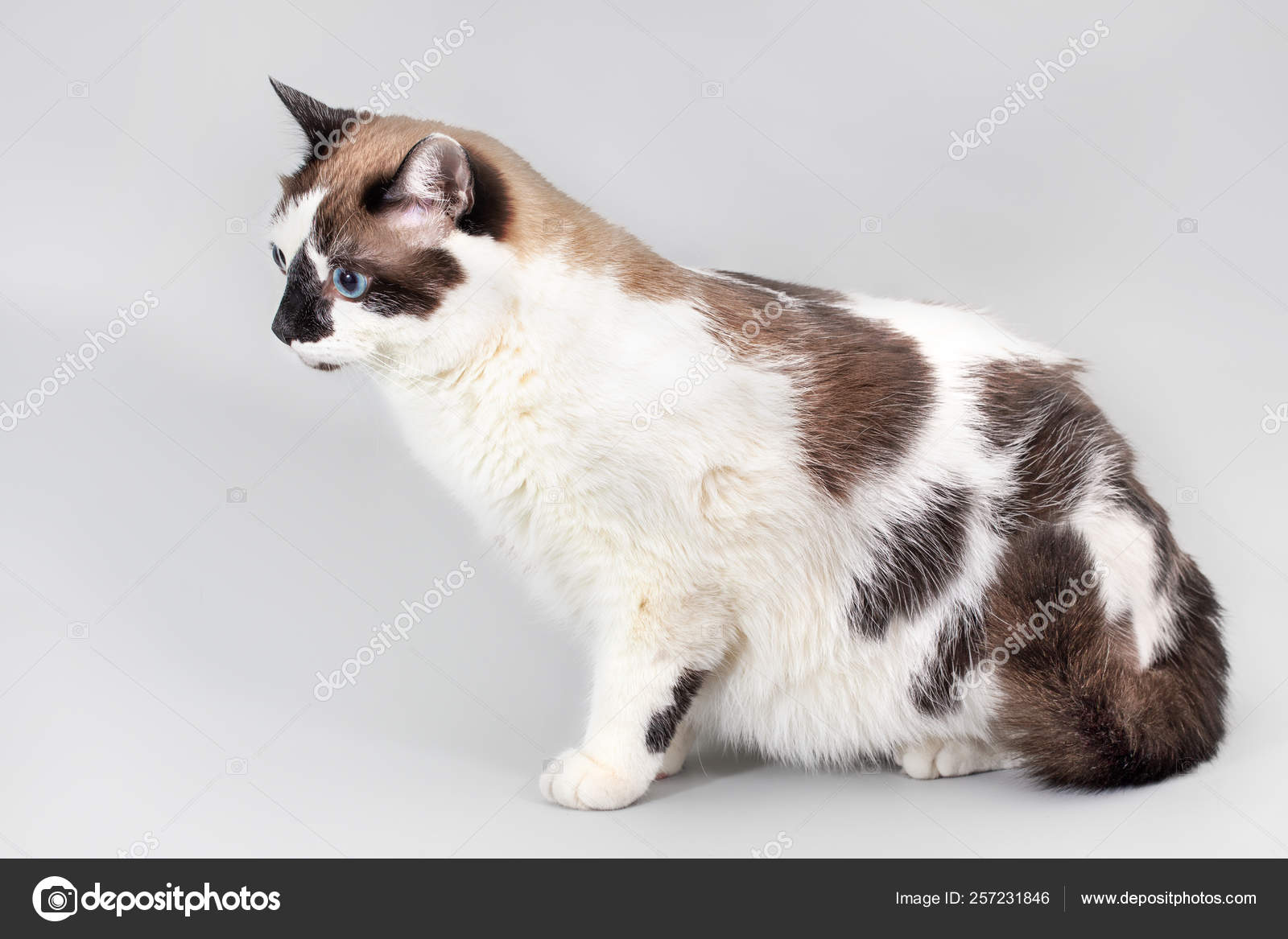 Chat Demi Race De Neige Chaussure Sur Un Fond Gris