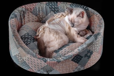 Ameliyat sonrası bir bandaj ameliyatta sonra Tay kedi atıl