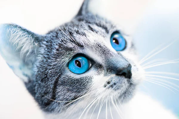 Bozal de gato sorprendido con ojos azules brillantes mirando hacia arriba . — Foto de Stock