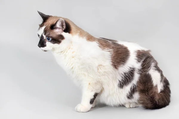 Cat half-breed of snow-shoe on a gray background. — Stock Photo, Image