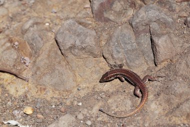 Sarı ve kahverengi renk güneşli taşlar üzerinde kahverengi kertenkele