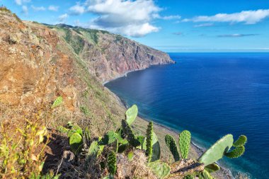 Madeira Adası'nın yüksek taşlı kıyısında Opuntia kaktüs, Portekiz.