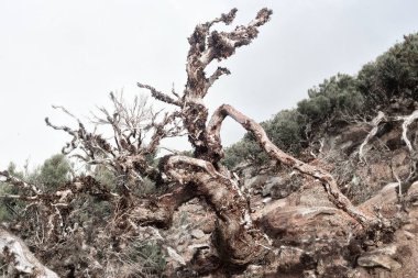 Madeira adasının dağlarında kurutulmuş çarpık ağaç, Portekiz.