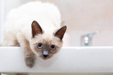 Banyoda lavabonun kenarındaki Tayland kedisi..