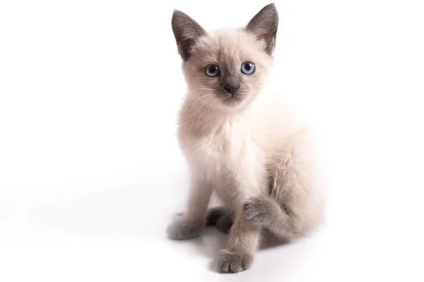 Gatinho tailandês com olhos azuis se senta e olha para cima, fundo branco . — Fotografia de Stock