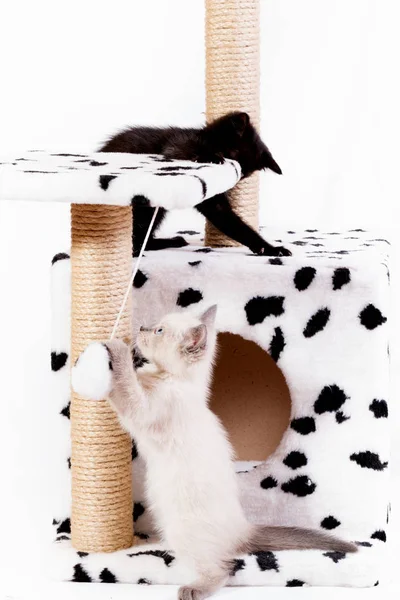 Kittens play in the game complex for cats.