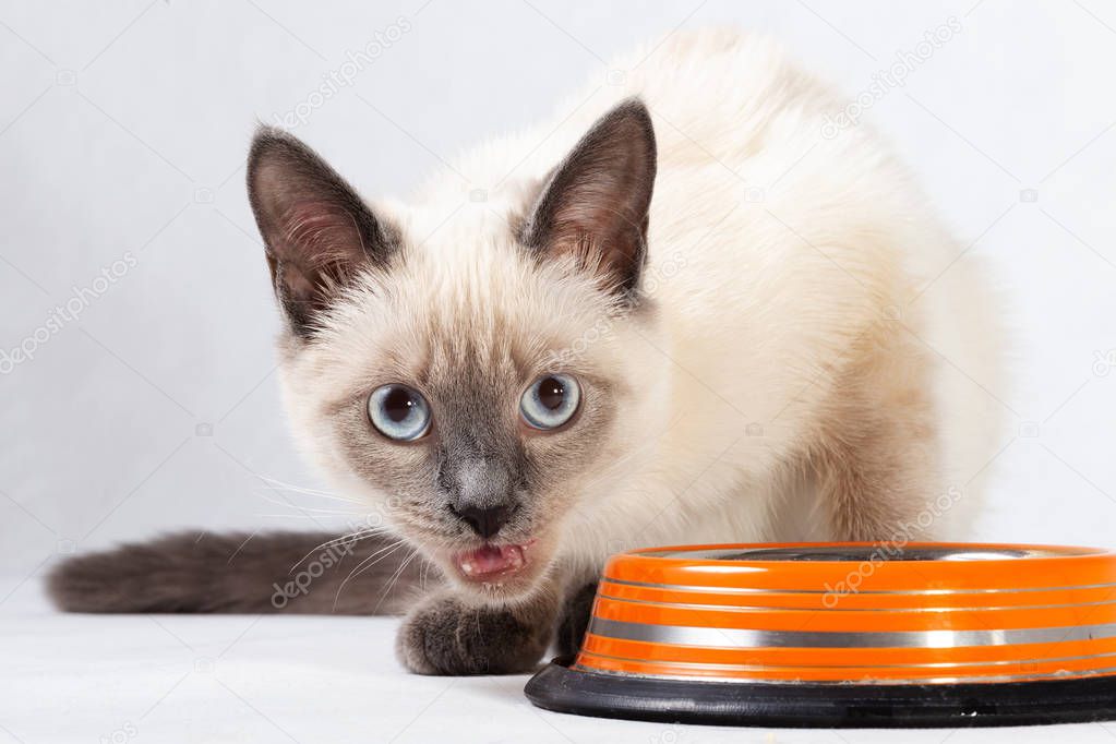 Thai kitten meows next to a bowl of food
