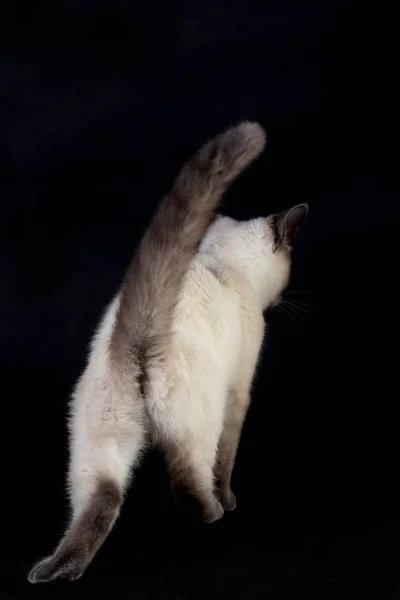 Thai cat, rear view, on a black background