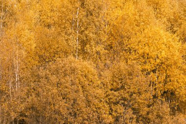 Parlak sarı yaprakları ile Sonbahar huş ormanı