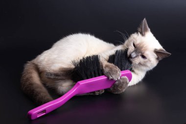 Tay ışık kedi temizliği için büyük bir parlak mor fırça ile oynuyor