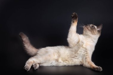 Tay ışık kedi yavrusu ön pençe yükseltilmiş ile yan yatıyor.