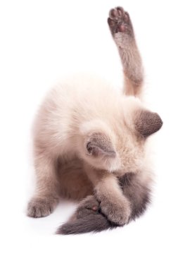Küçük Tay kedi kuyruğunun altında yalıyor.