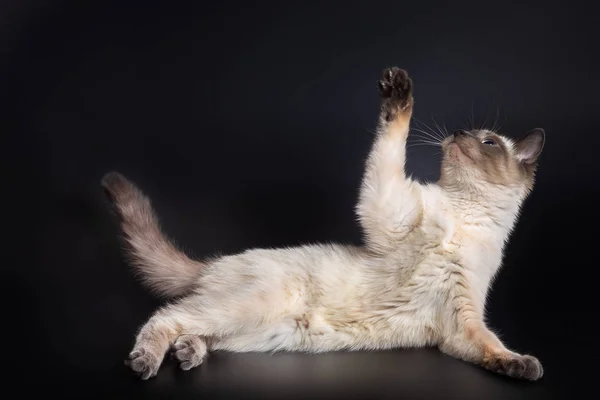 Tailandés luz gatito se encuentra en su lado con la parte delantera pata levantada . —  Fotos de Stock