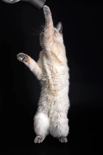 Thaise kat staat op zijn achterpoten en strekt zich uit tot de buis van de stofzuiger. — Stockfoto