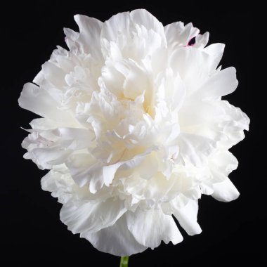 Siyah arka planda beyaz, büyük bir şakayık..