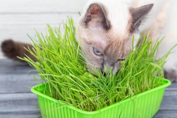 Cat eat germinated green sprouts of oats.