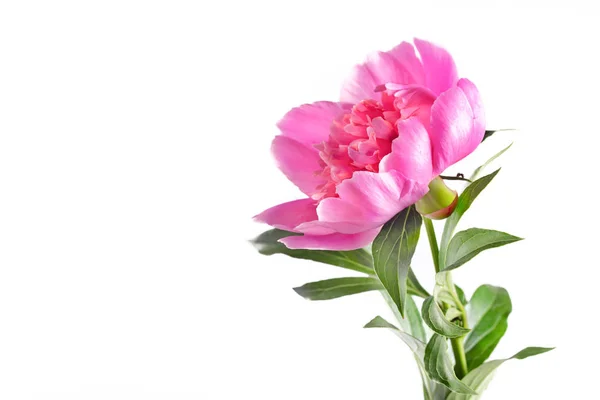 Peônia rosa em um fundo branco, copyspace à esquerda — Fotografia de Stock