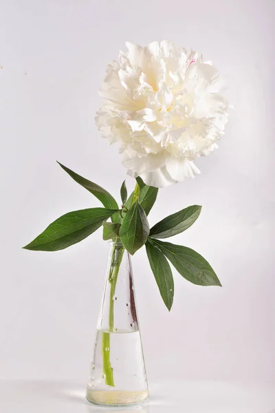 Una peonia bianca in un vaso di vetro trasparente . — Foto Stock