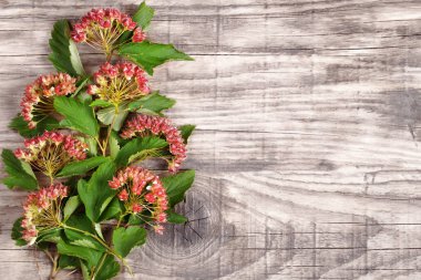 Eski gri ahşap tahta üzerinde yaprakları ve meyveleri ile Spirea çiçeklenme.