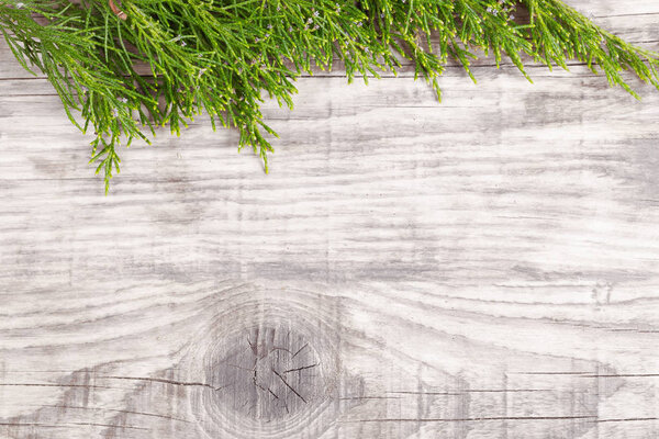 Green juniper twig on old gray wooden board.