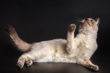 Tay ışık kedi yavrusu ön pençe yükseltilmiş ile yan yatıyor.