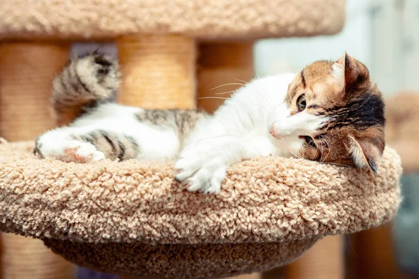 Outbred kedi yavrusu bir kedi yatağında güneşlik yatıyor.