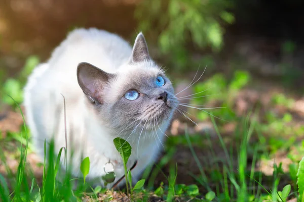 Eine Katze sitzt an einem sonnigen Sommertag im Halbschatten auf dem Gras. — Stockfoto