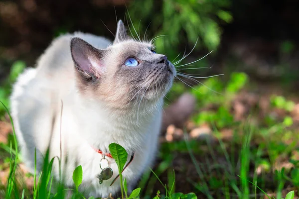 Die Katze sitzt auf dem Gras und schaut auf. — Stockfoto