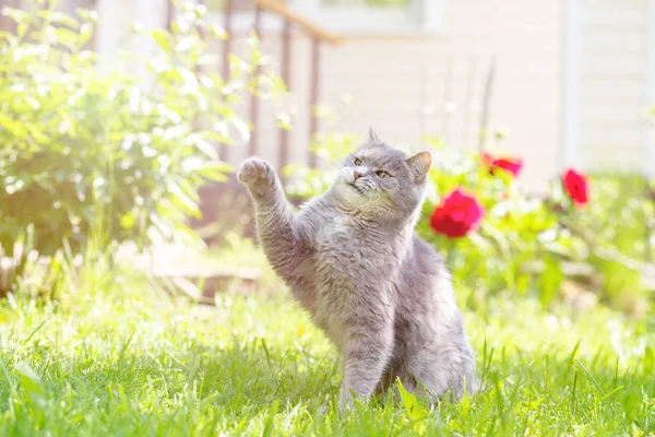 Eine graue Katze fängt Schmetterlinge im Garten auf dem Rasen. — Stockfoto