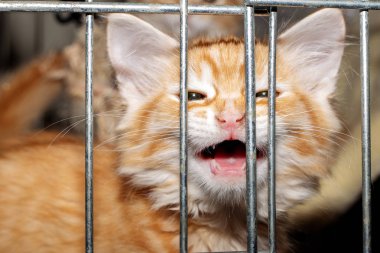 Barınaktaki kırmızı kedi parmaklıkların arkasında kül ediyor..