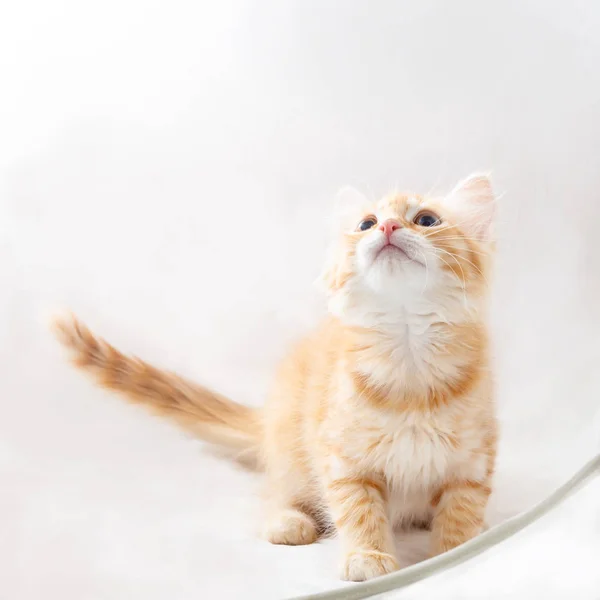 Ein rotes Kätzchen auf einem Licht, das auf seinen Hinterbeinen hockt. — Stockfoto