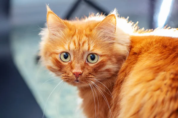 Portrait of a fluffy red cat on a blurred background.