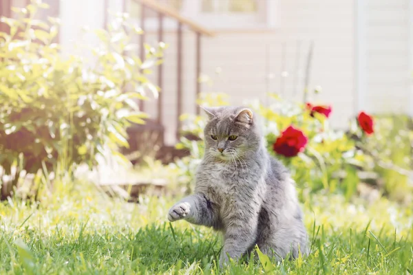 Eine graue Katze spielt im Sommergarten und hebt ihre Vorderpfote vor dem Hintergrund von grünem Gras und einem Landhaus. — Stockfoto