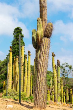 Lioret de Mar 'daki Kaktüs Bahçesi, Katalonya, İspanya.