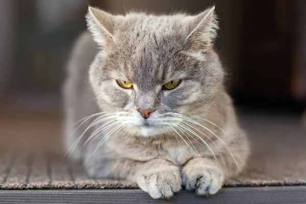 Graue Katze liegt auf einem Teppich auf der Treppe am Eingang zu einem Bauernhaus. — Stockfoto