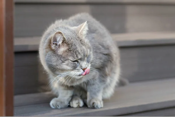 Eine graue Katze sitzt auf der Treppe am Eingang zum Bauernhaus und streckt die Zunge heraus. — Stockfoto