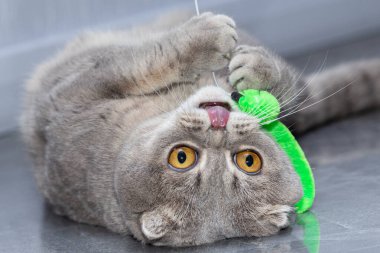 Gri kedi sırtüstü yatar, dilini çıkarır ve oyuncakla oynar..