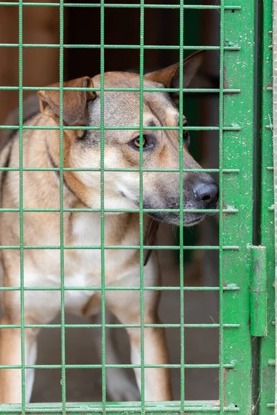Perros no reproductores en una jaula en un refugio . — Foto de Stock