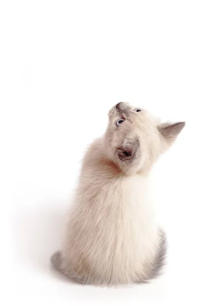 Um pequeno gatinho branco senta-se e olha para cima com a cabeça — Fotografia de Stock