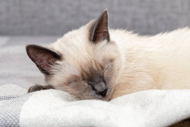 Taylandlı bir kedinin portresi beyaz bir ekose üzerinde mışıl mışıl uyuyor.