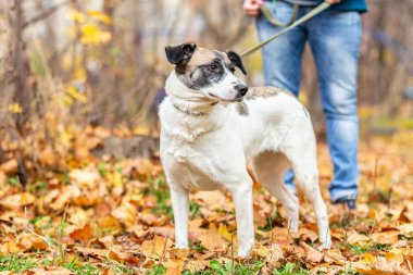 Sonbahar ormanında sarı yaprakları olan tasmalı bir köpek..