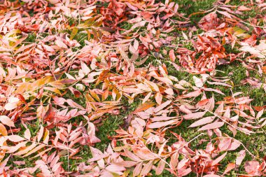 Akçaağaç yaprakları sonbahar mevsiminde, yapraklar renk sonbahar arkaplanı