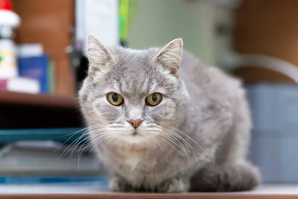 Um gato sem raça cinza jaz na mesa . — Fotografia de Stock