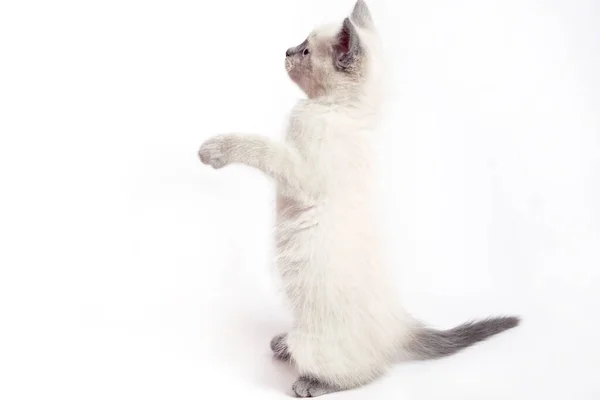 Das lustige weiße thailändische Kätzchen steht auf seinen Hinterbeinen und blickt auf. — Stockfoto