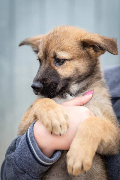 Un cachorro sin hogar de un perro grande en las manos cuidadosas de un hombre . — Foto de Stock