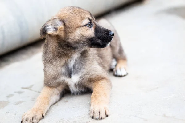 Un cachorro sin hogar en el asfalto cerca de la tubería de la ruta de calor — Foto de Stock