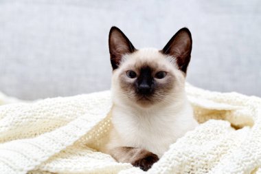 Parlak bir Tayland kedisi kanepede örülmüş bir ekosenin altında yatıyor.